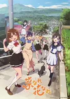 菜なれ花なれ cover image